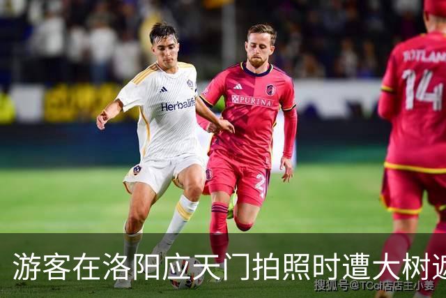 游客在洛阳应天门拍照时遭大树遮挡引发讨论